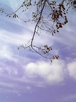w̉2007